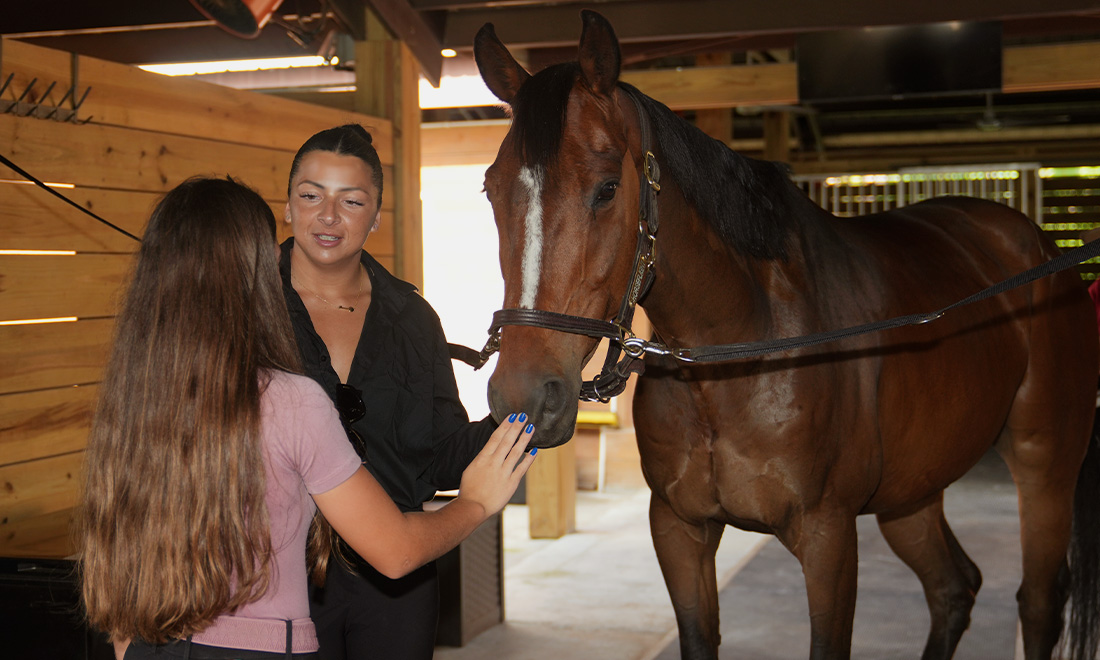 Horse Ownership & Leasing